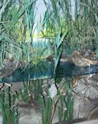 Thumbs/tn_010 Im Auwaldteich 11022004.jpg